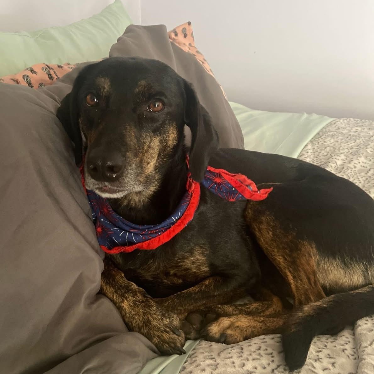 Enlarge Ellie, a Adoptable Coonhound in Rochester, NY image 2/3