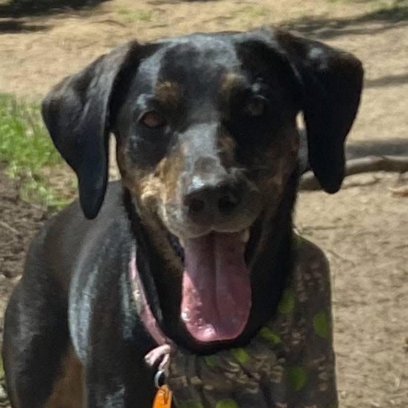 Enlarge Ellie, a Adoptable Coonhound in Rochester, NY image 1/3