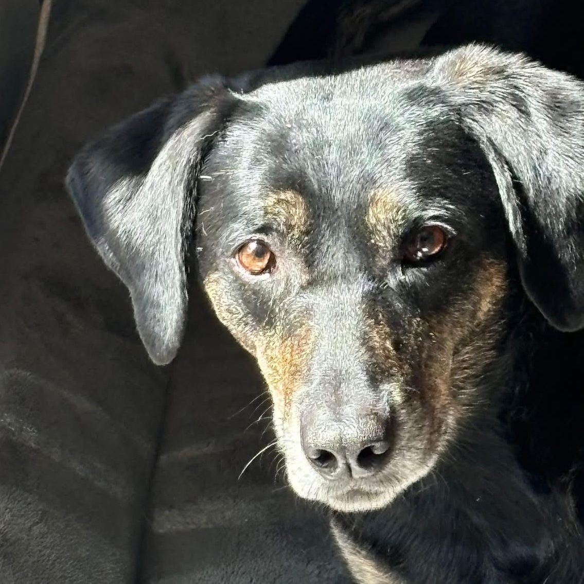 Enlarge Ellie, a Adoptable Coonhound in Rochester, NY image 3/3