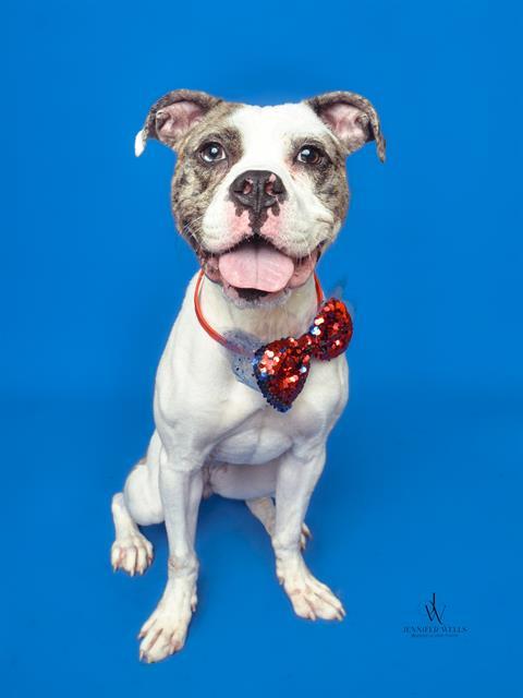 GRAHAM, Adoptable, Young Female Pit Bull Terrier.