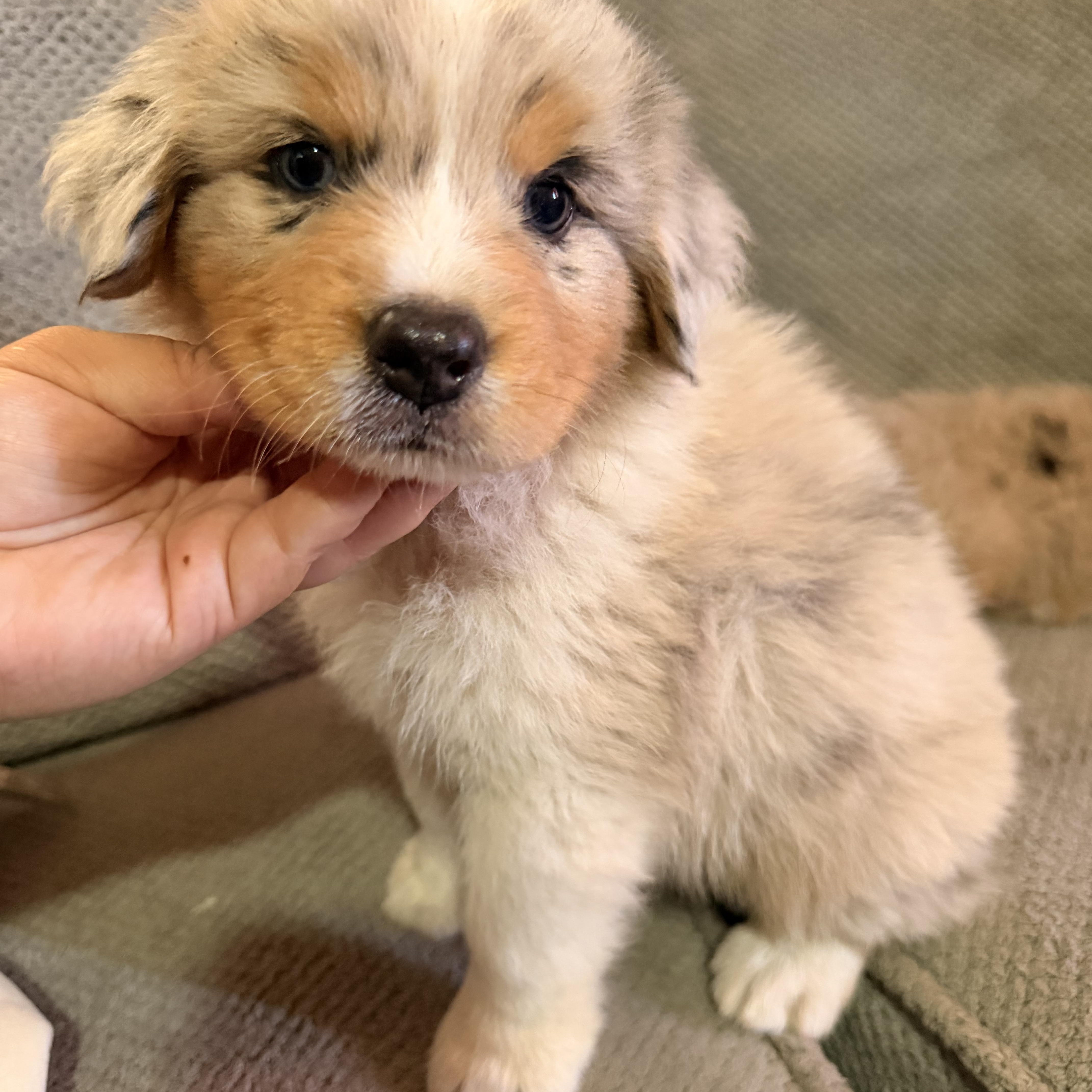 Enlarge Rory, a Adopted mixed breed in Redlands , CA image 2/2