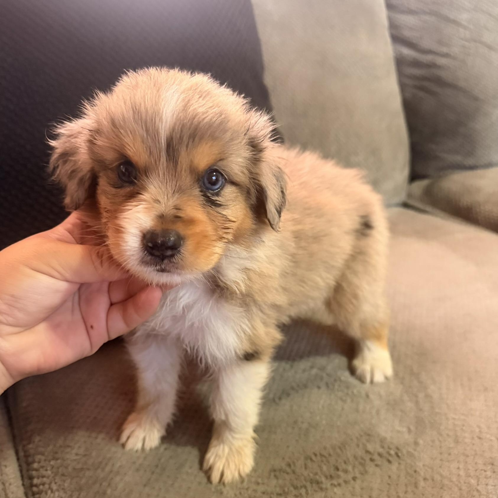 Rory, Adopted, Puppy Female Australian Shepherd.