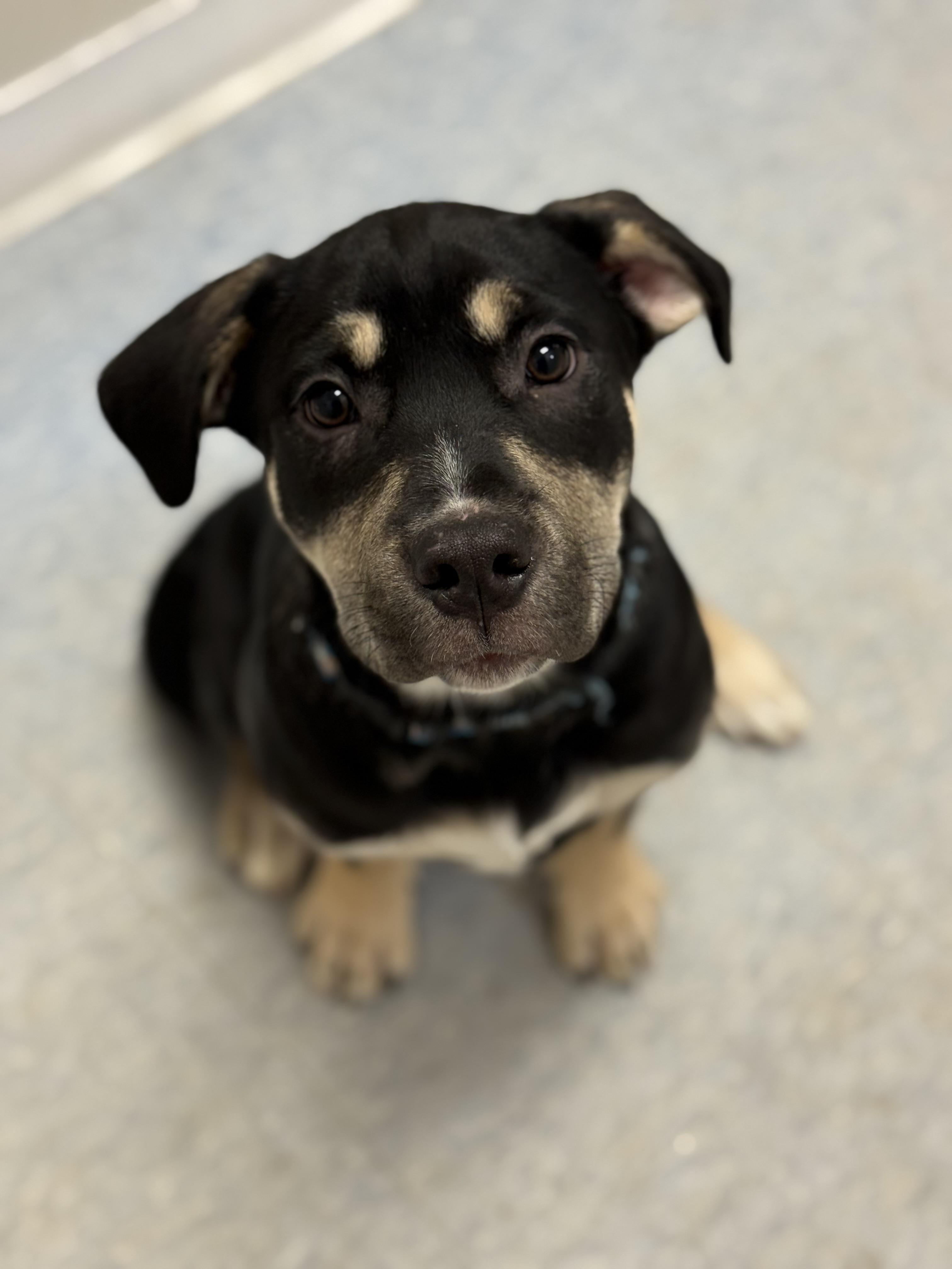 Tulip, adopted, Puppy Female Mastiff.