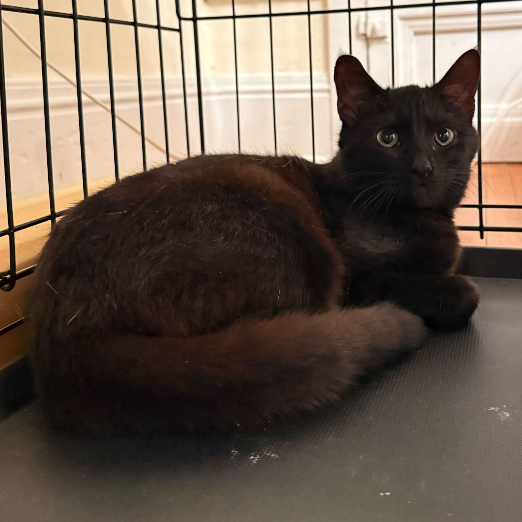 Rupee, Adoptable, Kitten Female Domestic Medium Hair.