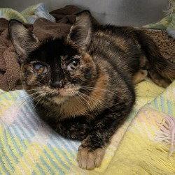 CA 117 Liberty, Adoptable, Kitten Female Domestic Short Hair.
