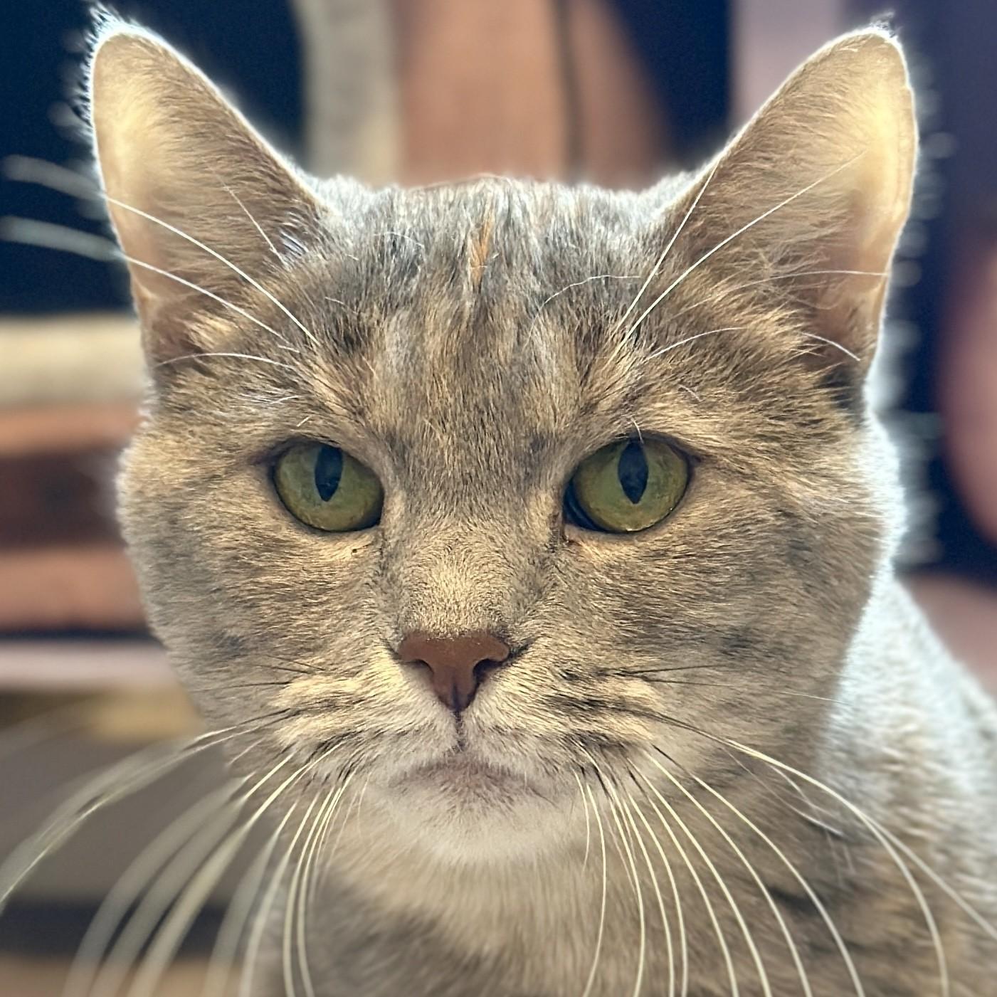 Ursula, Adoptable, Adult Female Domestic Short Hair.