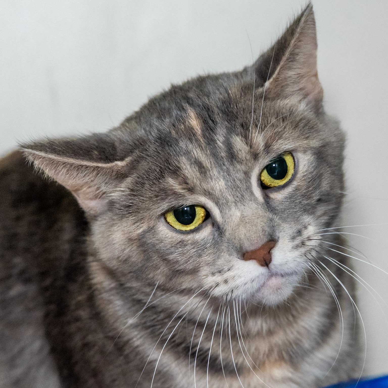 Ursula, a ADOPTABLE Domestic Short Hair in Victor, NY image 2/6
