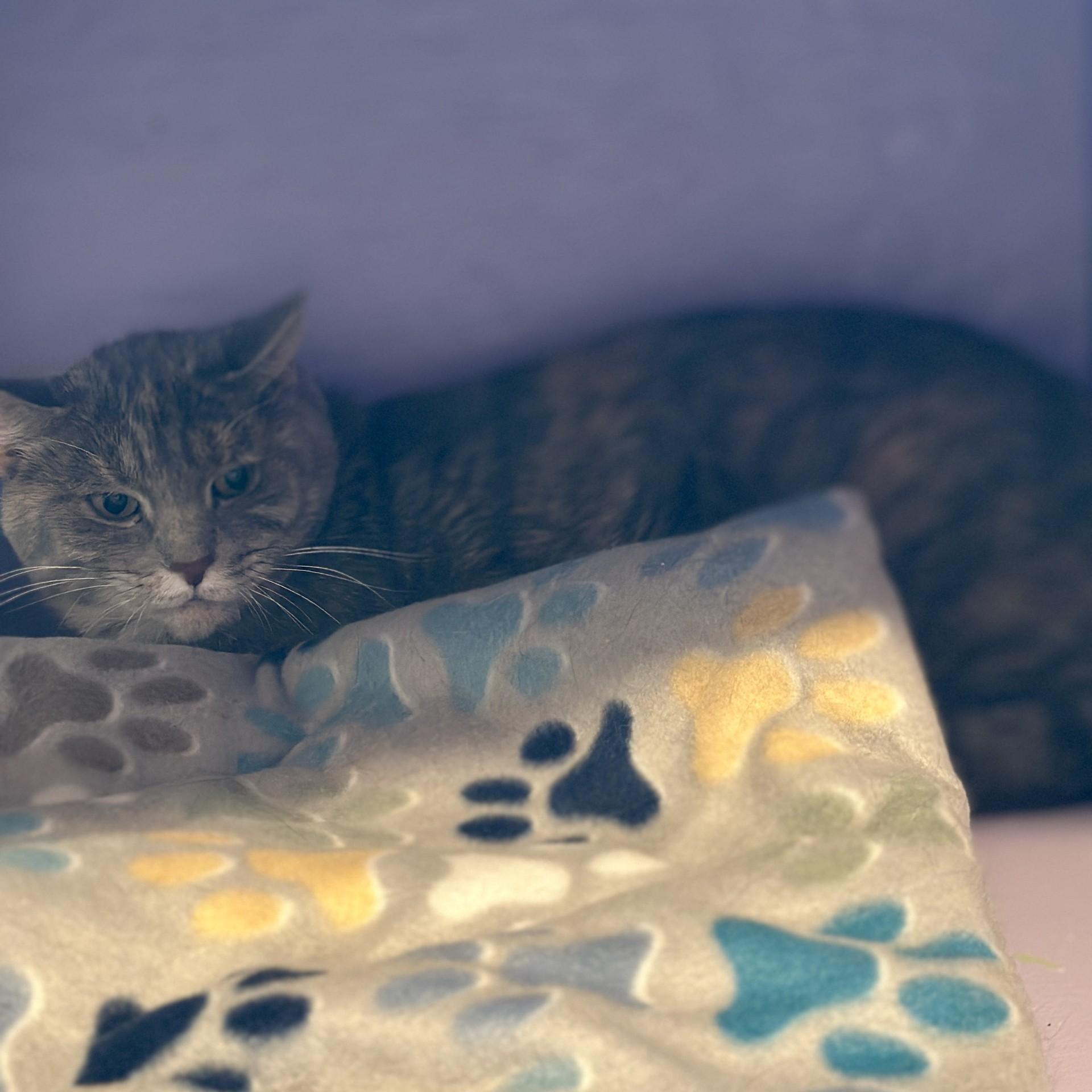 Ursula, a ADOPTABLE Domestic Short Hair in Victor, NY image 6/6