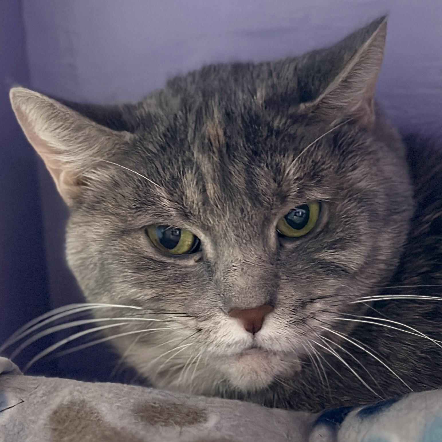 Ursula, a ADOPTABLE Domestic Short Hair in Victor, NY image 5/6