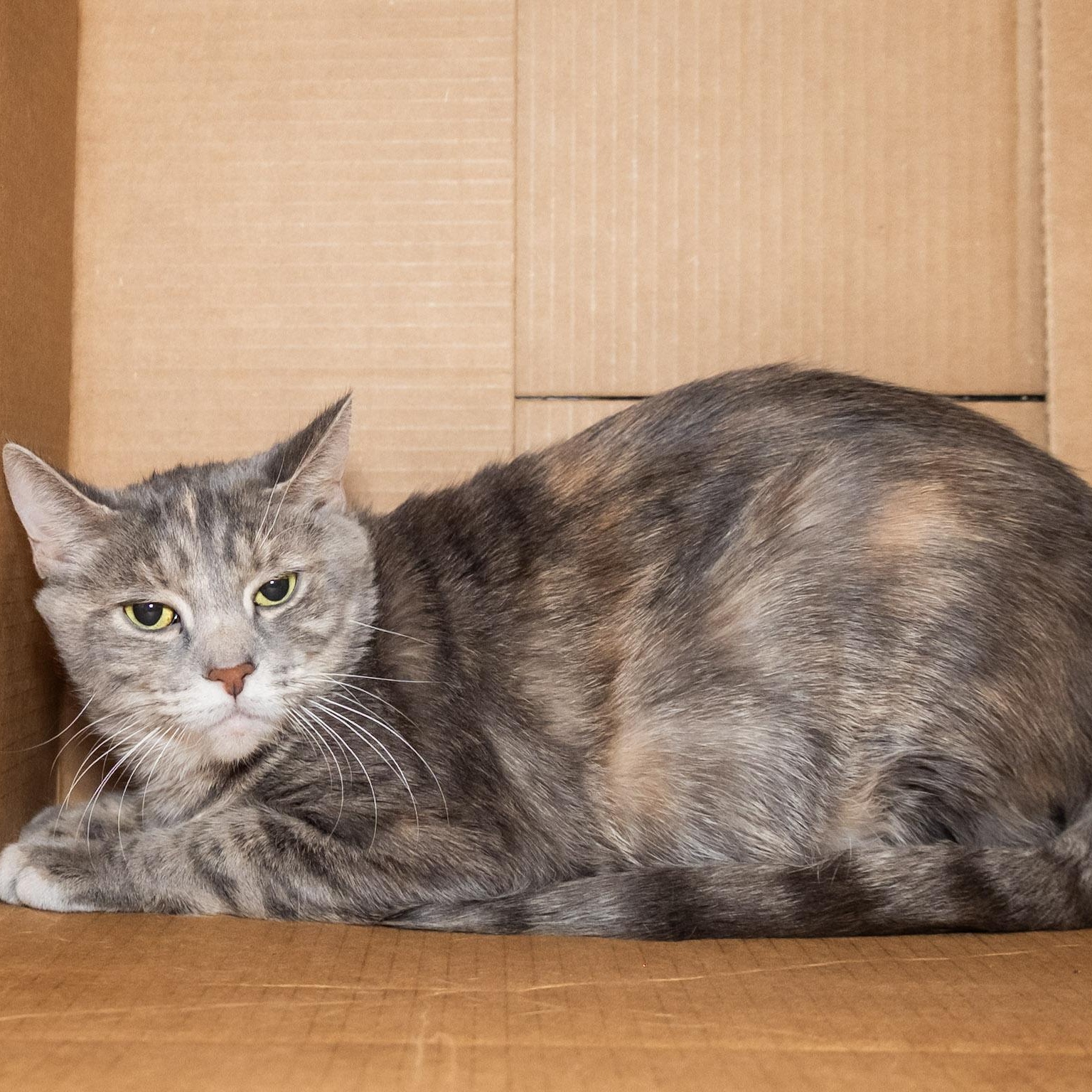 Ursula, a ADOPTABLE Domestic Short Hair in Victor, NY image 4/6