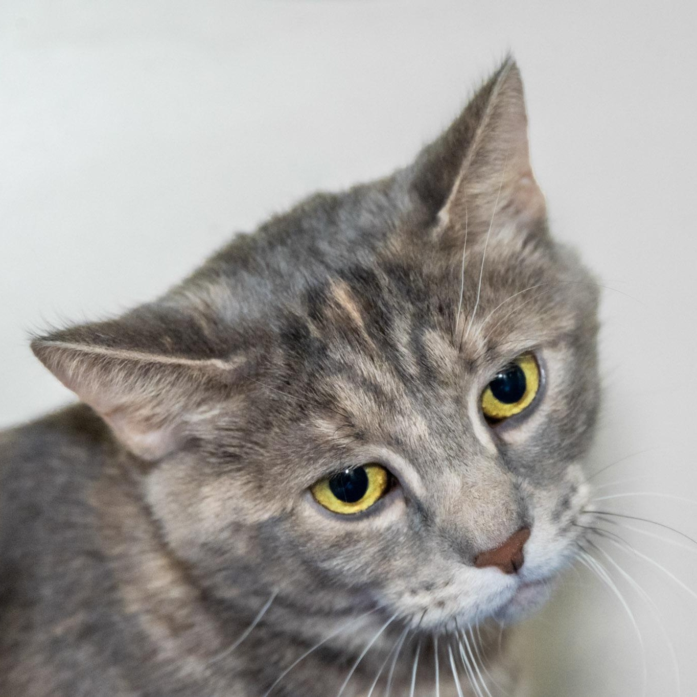 Ursula, a ADOPTABLE Domestic Short Hair in Victor, NY image 3/6