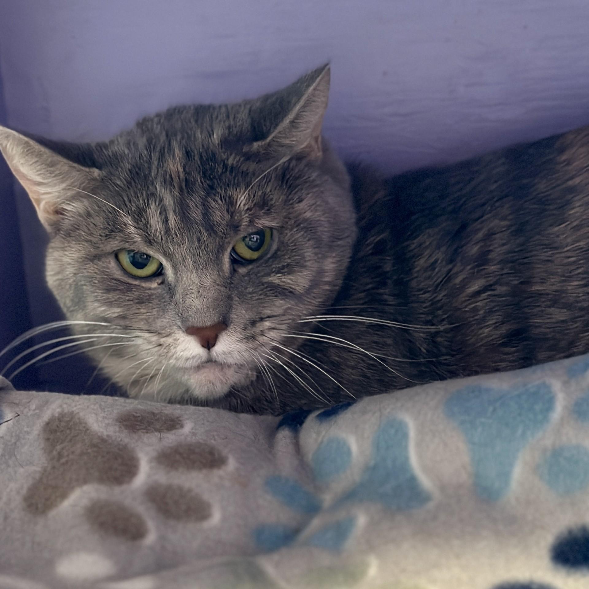 Ursula, ADOPTABLE, Adult Female Domestic Short Hair.