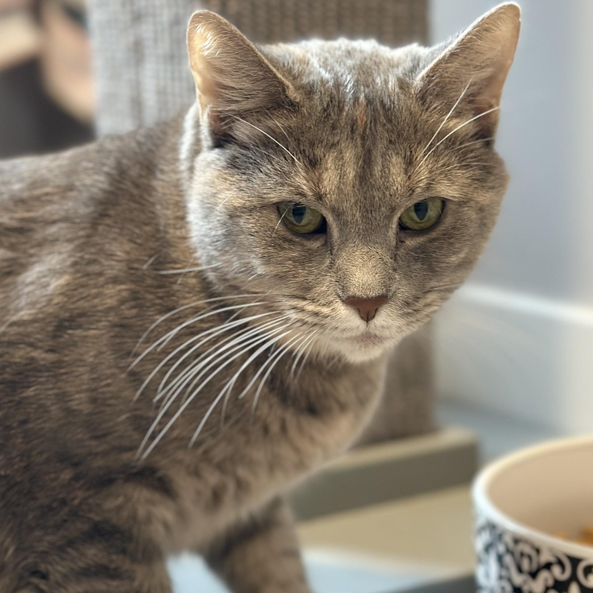 Enlarge Ursula, a Adoptable Domestic Short Hair in Victor, NY image 6/6