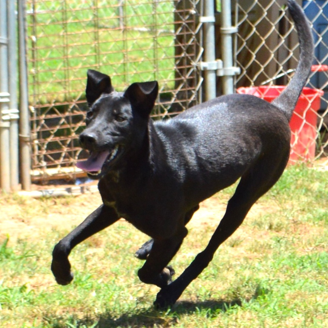 Enlarge INKO, a Adoptable mixed breed in Athens, AL image 1/5