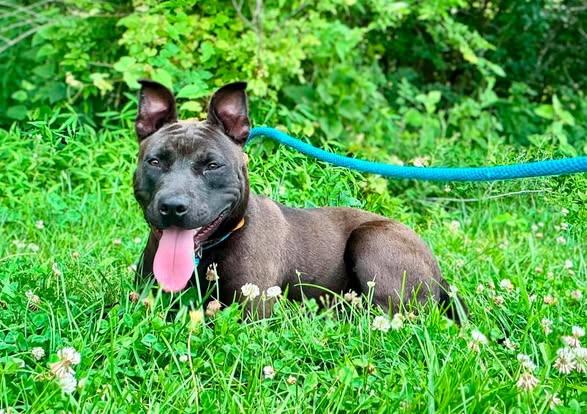 Sunshine or Sunny, a ADOPTABLE mixed breed in Waverly, TN image 2/3