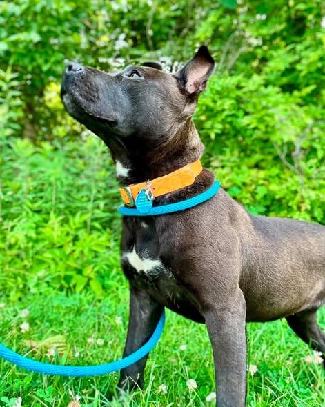 Sunshine or Sunny, a ADOPTABLE mixed breed in Waverly, TN image 3/3