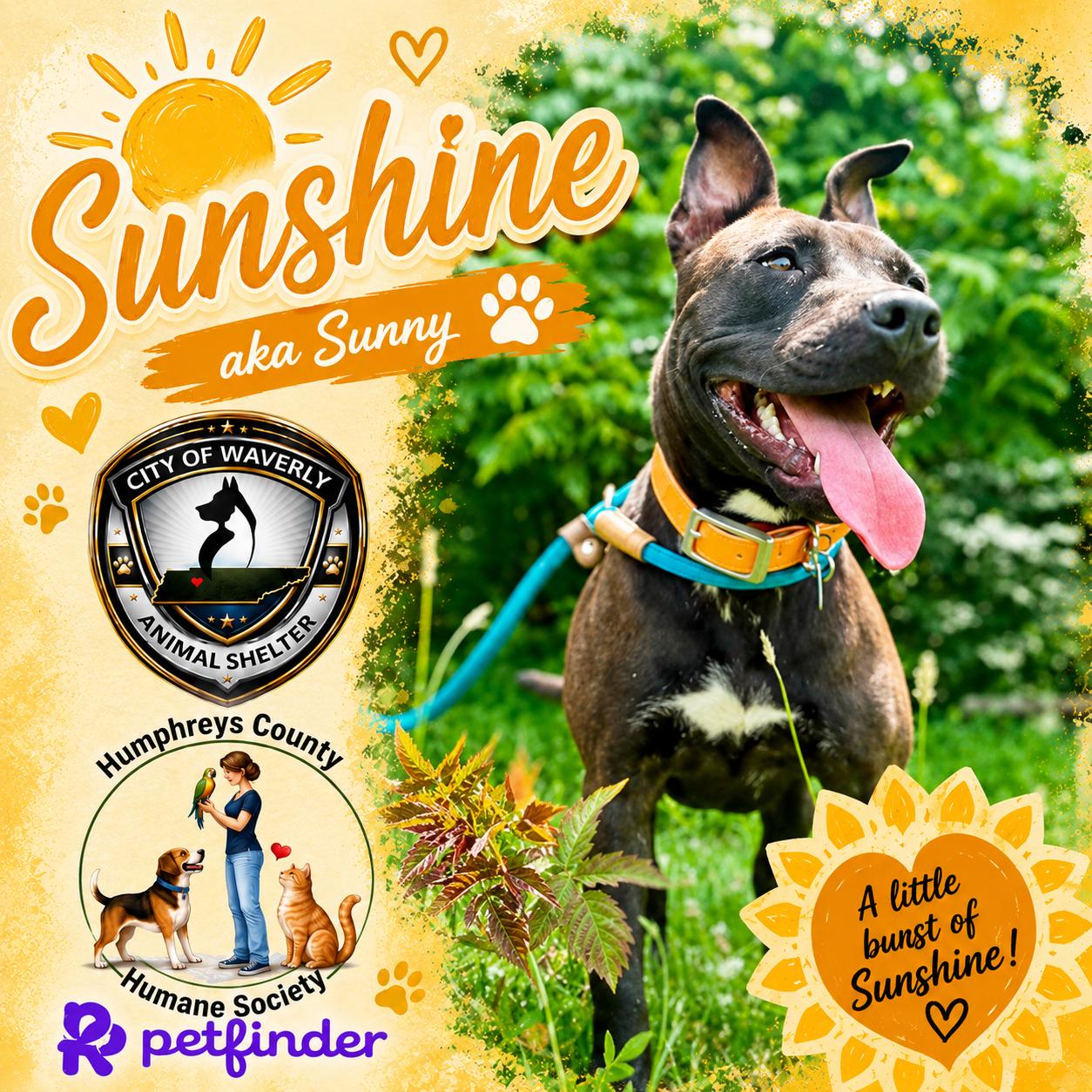 Sunshine or Sunny, ADOPTABLE, Young Female Pit Bull Terrier.