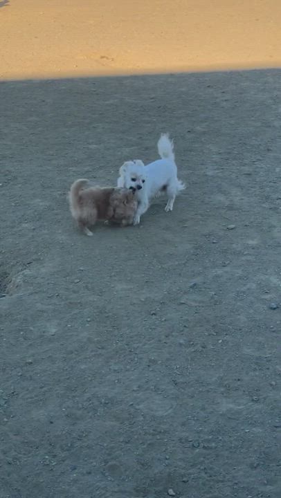 Enlarge Chance, a Adopted mixed breed in Knightsen, CA video 6/11