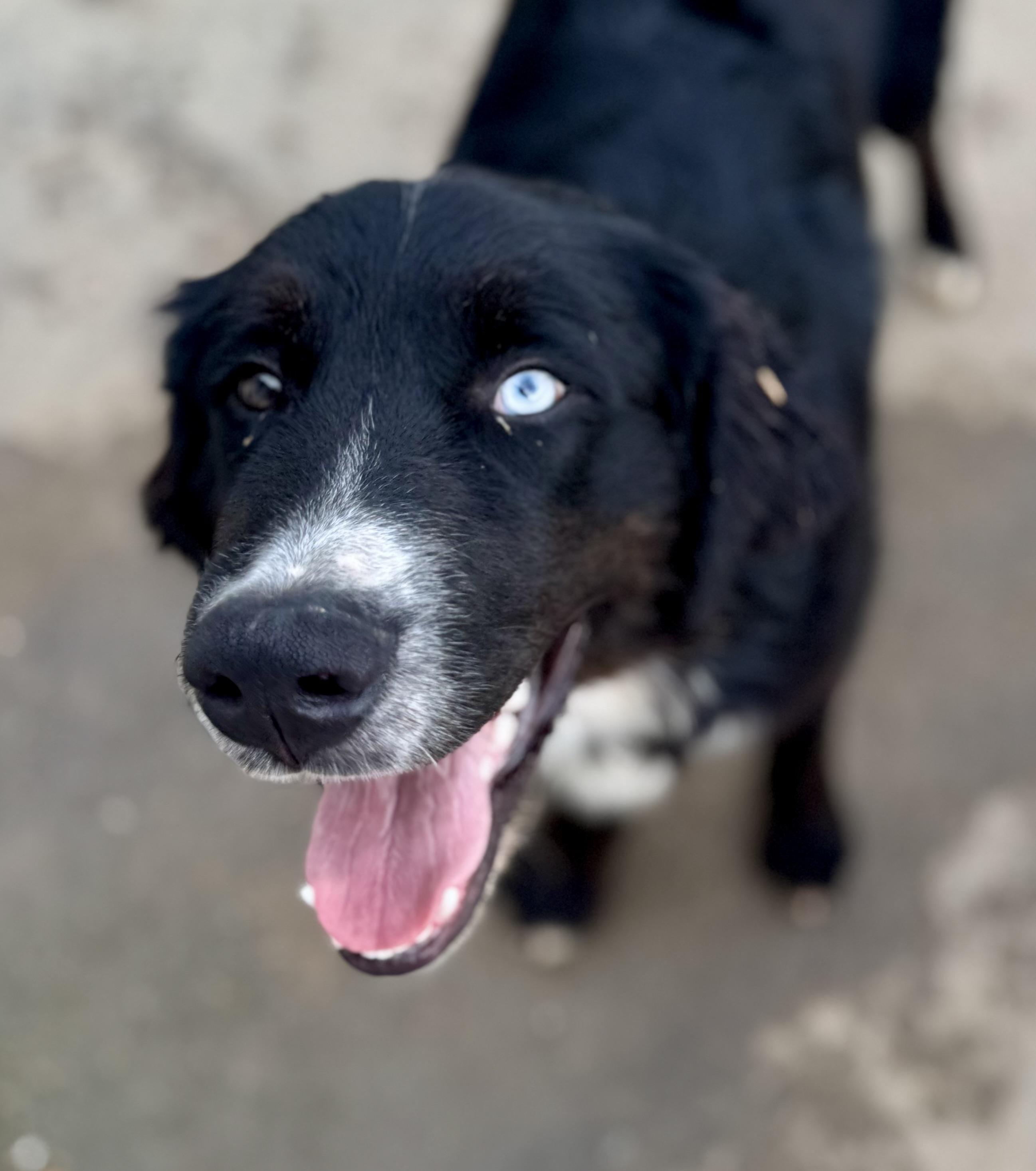 Sawyer, a ADOPTABLE mixed breed in Washington, MO image 2/3