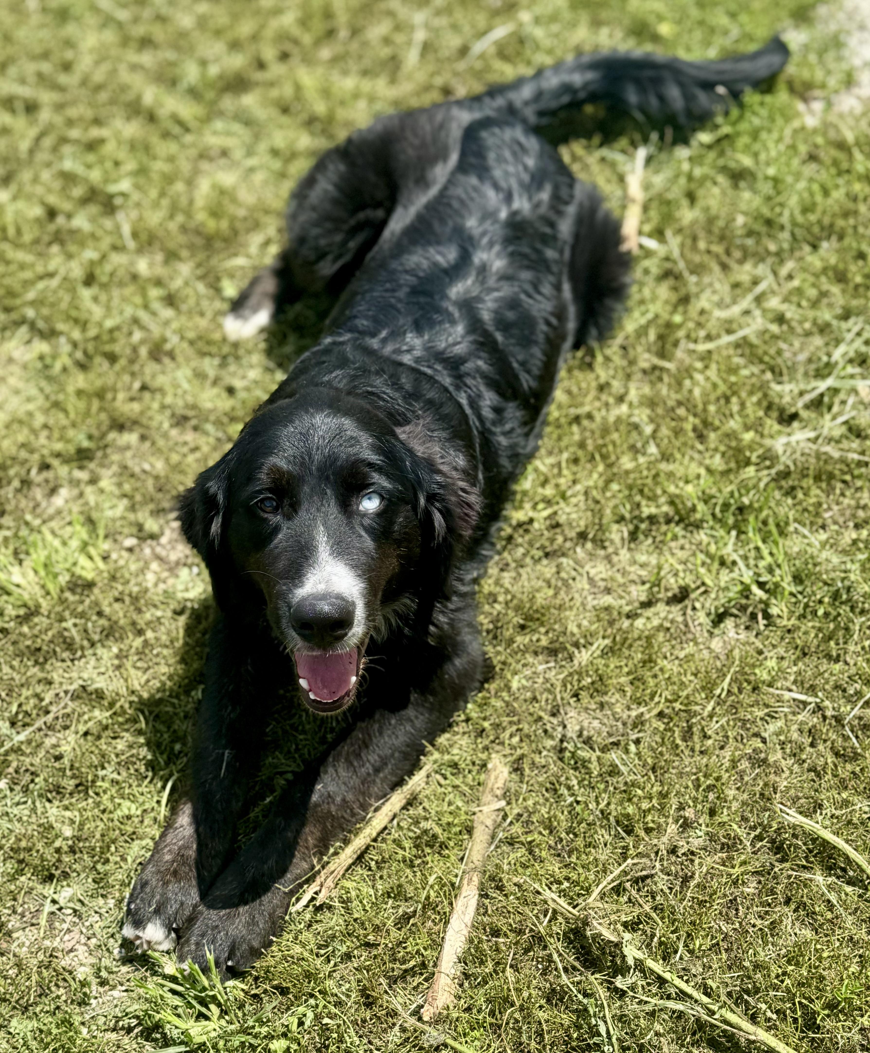 Sawyer, a ADOPTABLE mixed breed in Washington, MO image 4/4