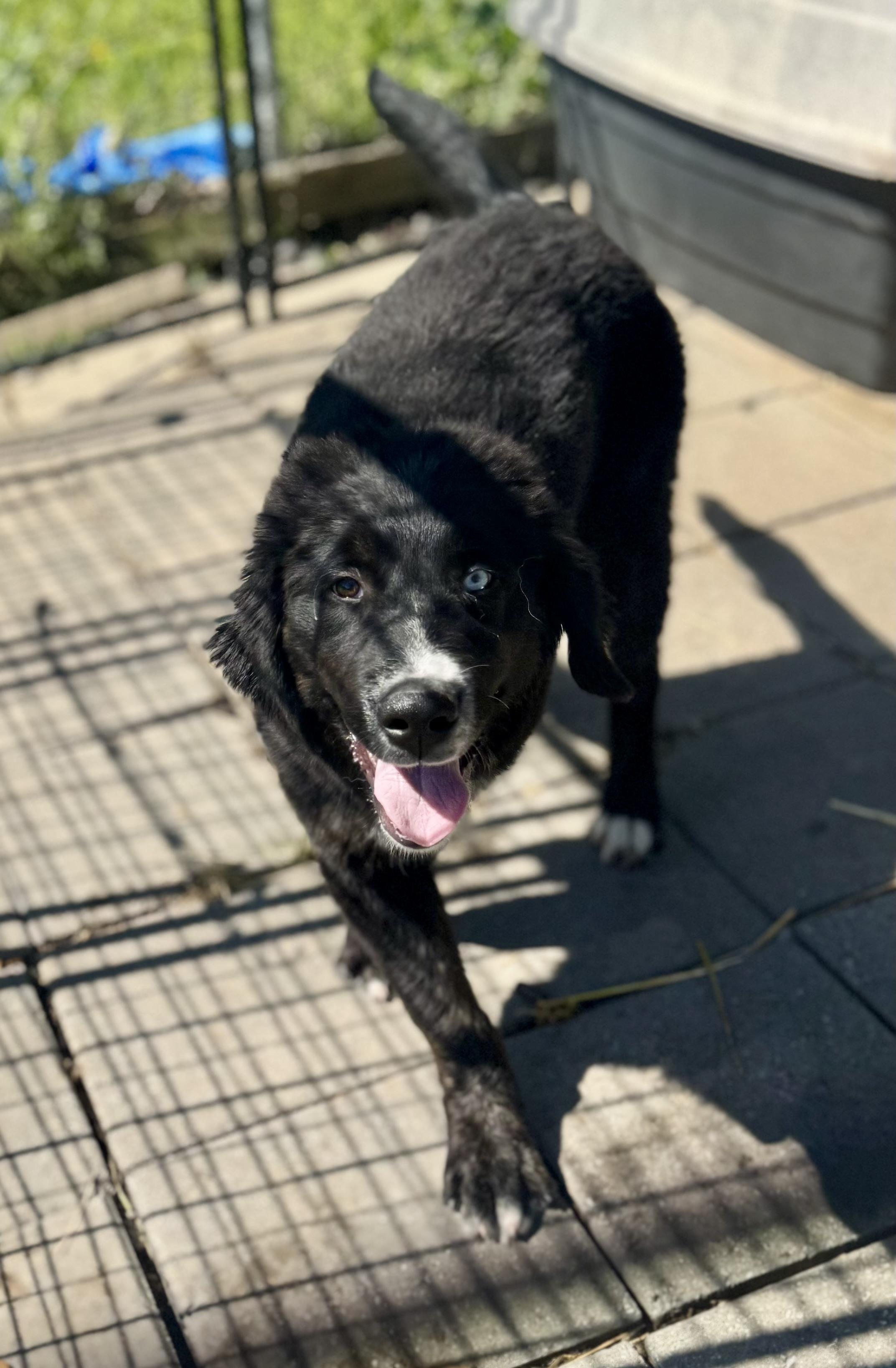 Sawyer, ADOPTABLE, Puppy Male Great Pyrenees.