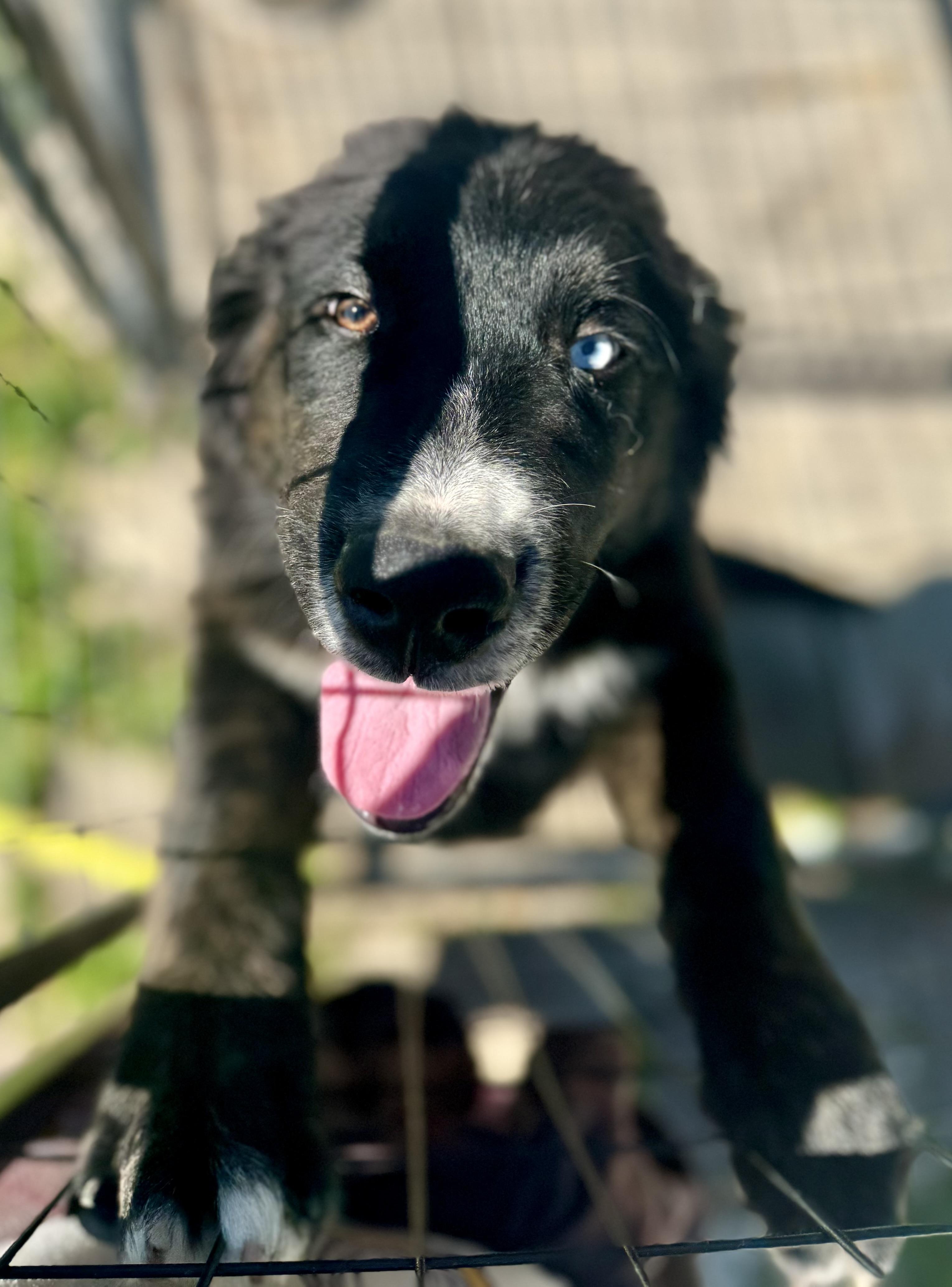Sawyer, a ADOPTABLE mixed breed in Washington, MO image 2/2