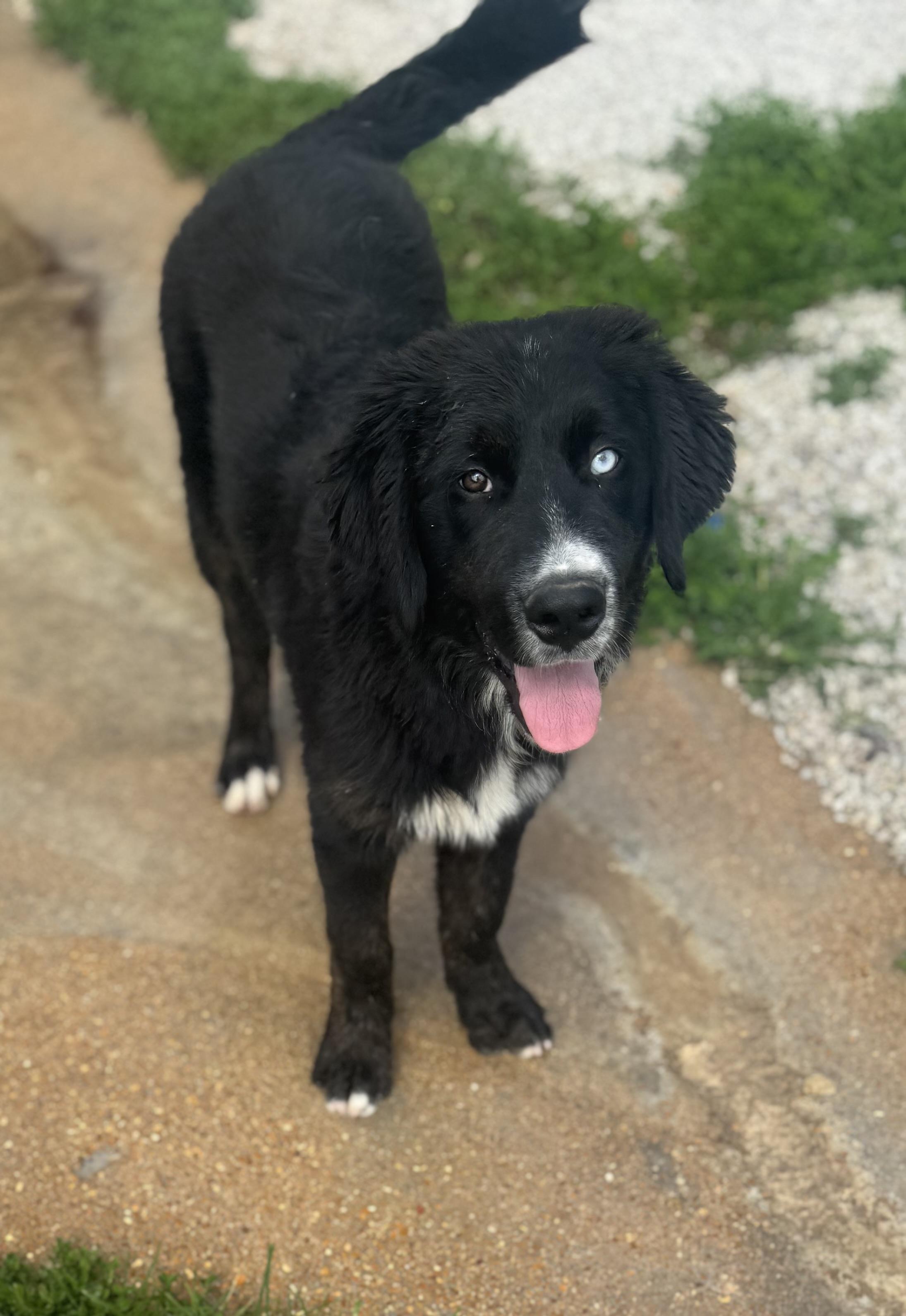 Sawyer, ADOPTABLE, Puppy Male Newfoundland Dog.