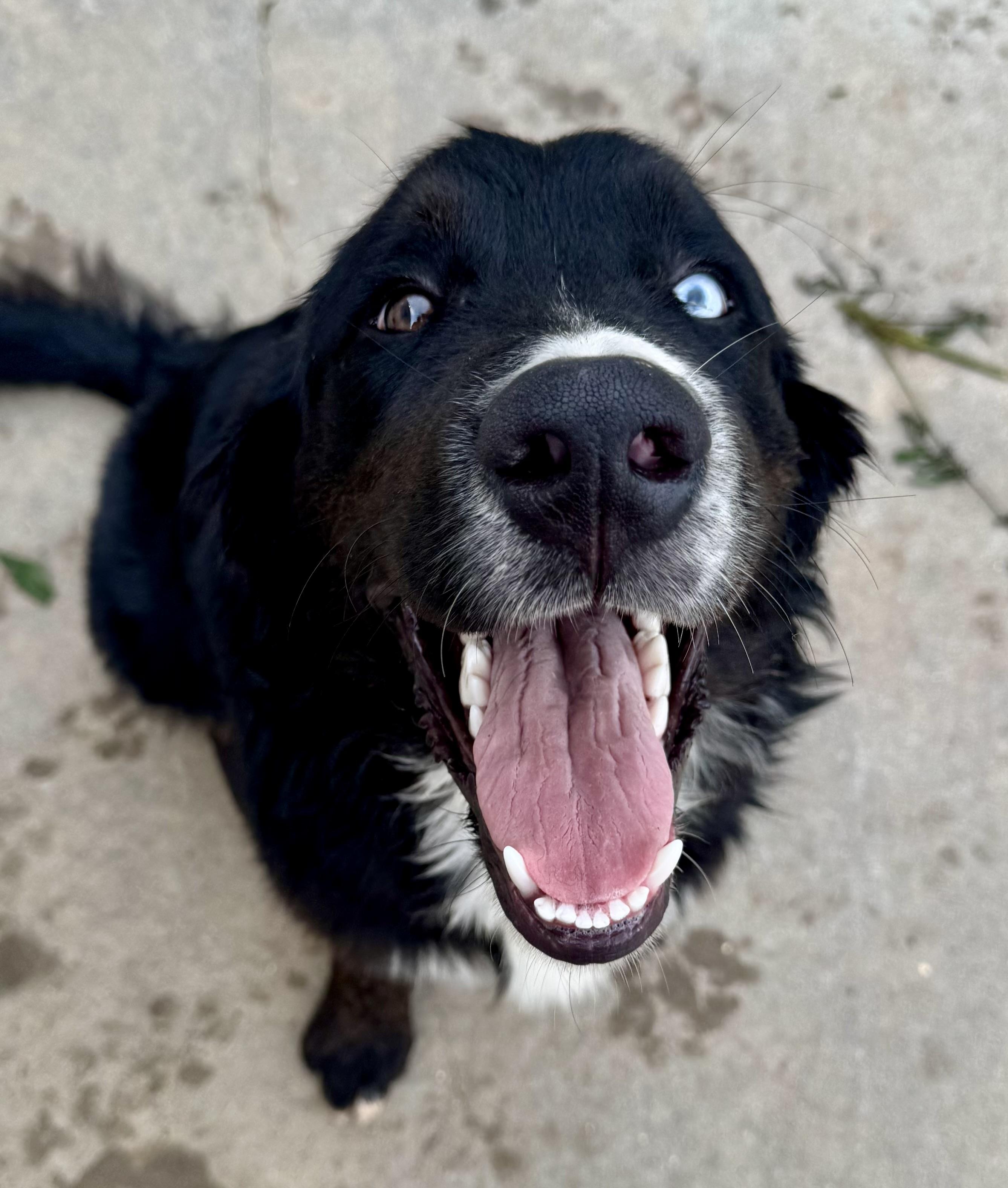 Sawyer, a ADOPTABLE mixed breed in Washington, MO image 3/3