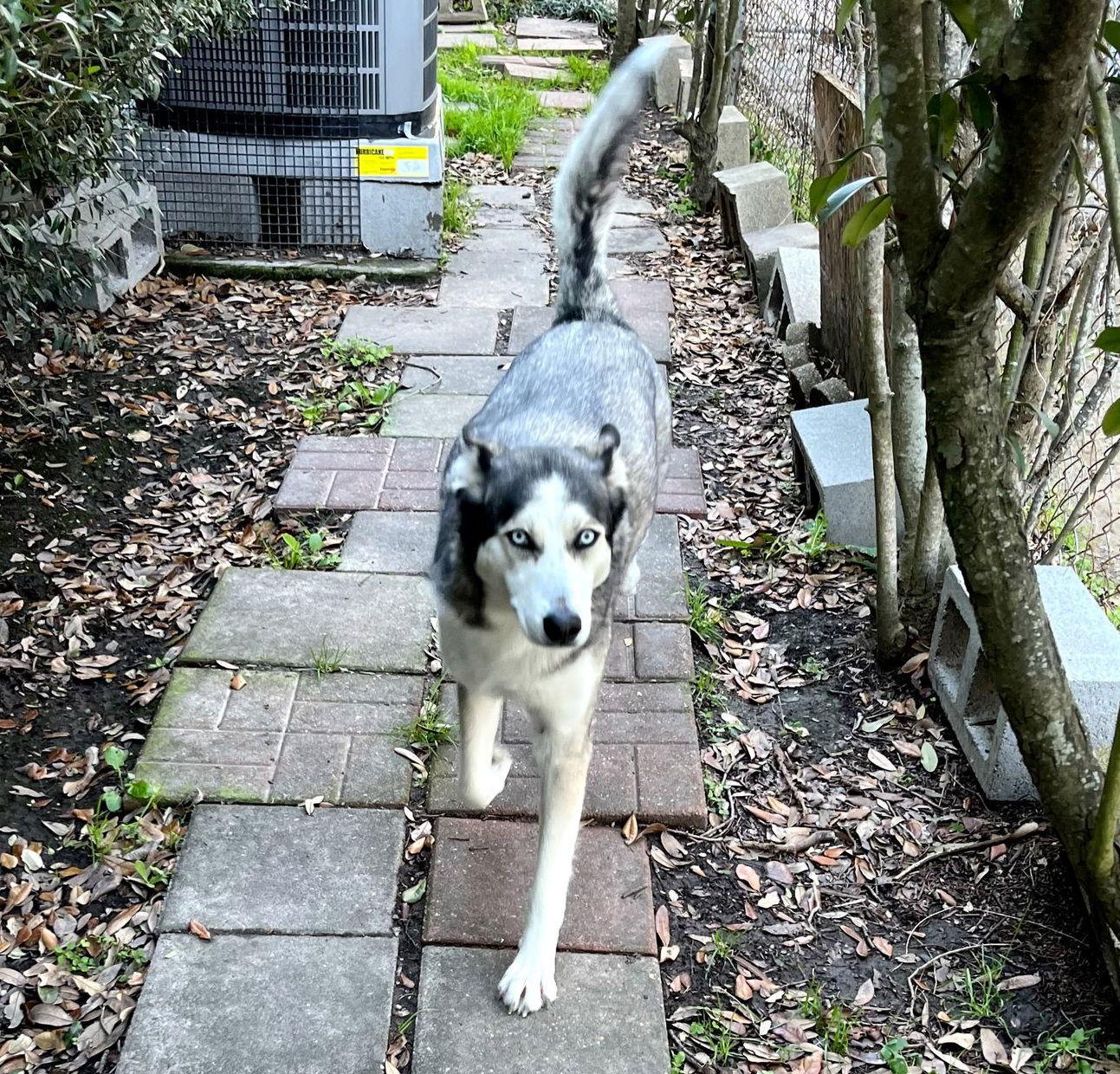 Enlarge Xena blue-eyed-beauty, a Adoptable Siberian Husky in Spokane, WA image 2/3