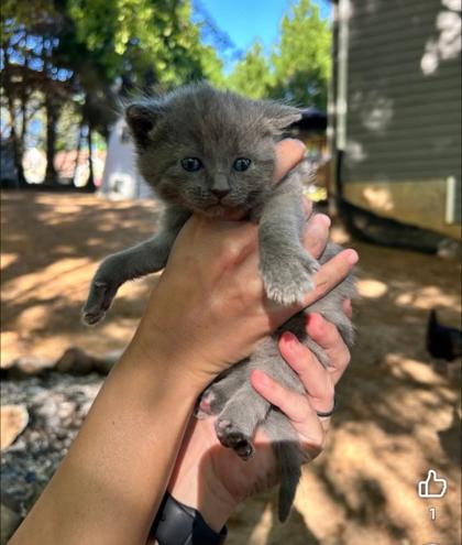 Stevie Nicks, Adoptable, Kitten Female Domestic Short Hair & Domestic Short Hair.