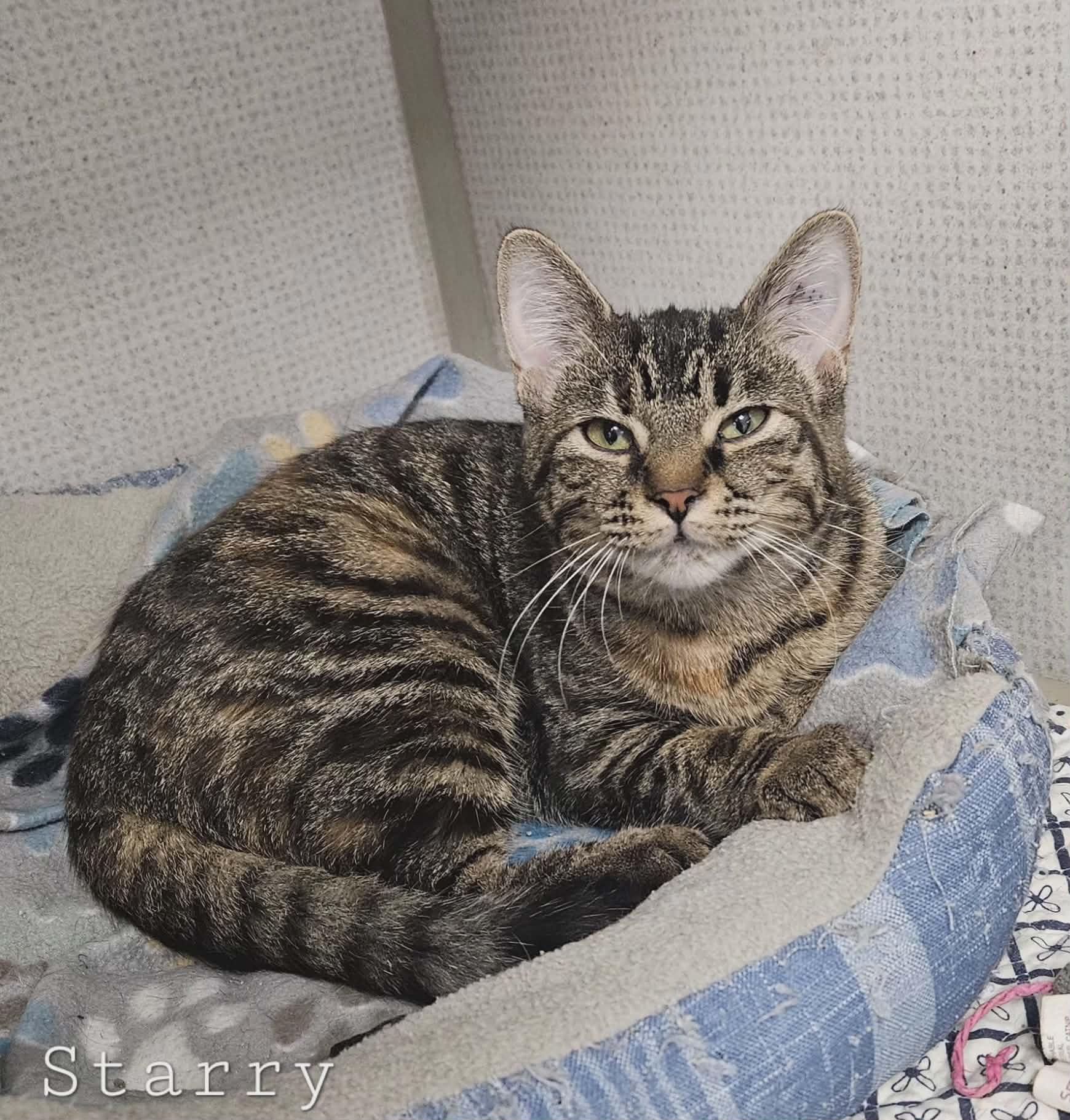 Starry, adopted, Young Female Domestic Short Hair.
