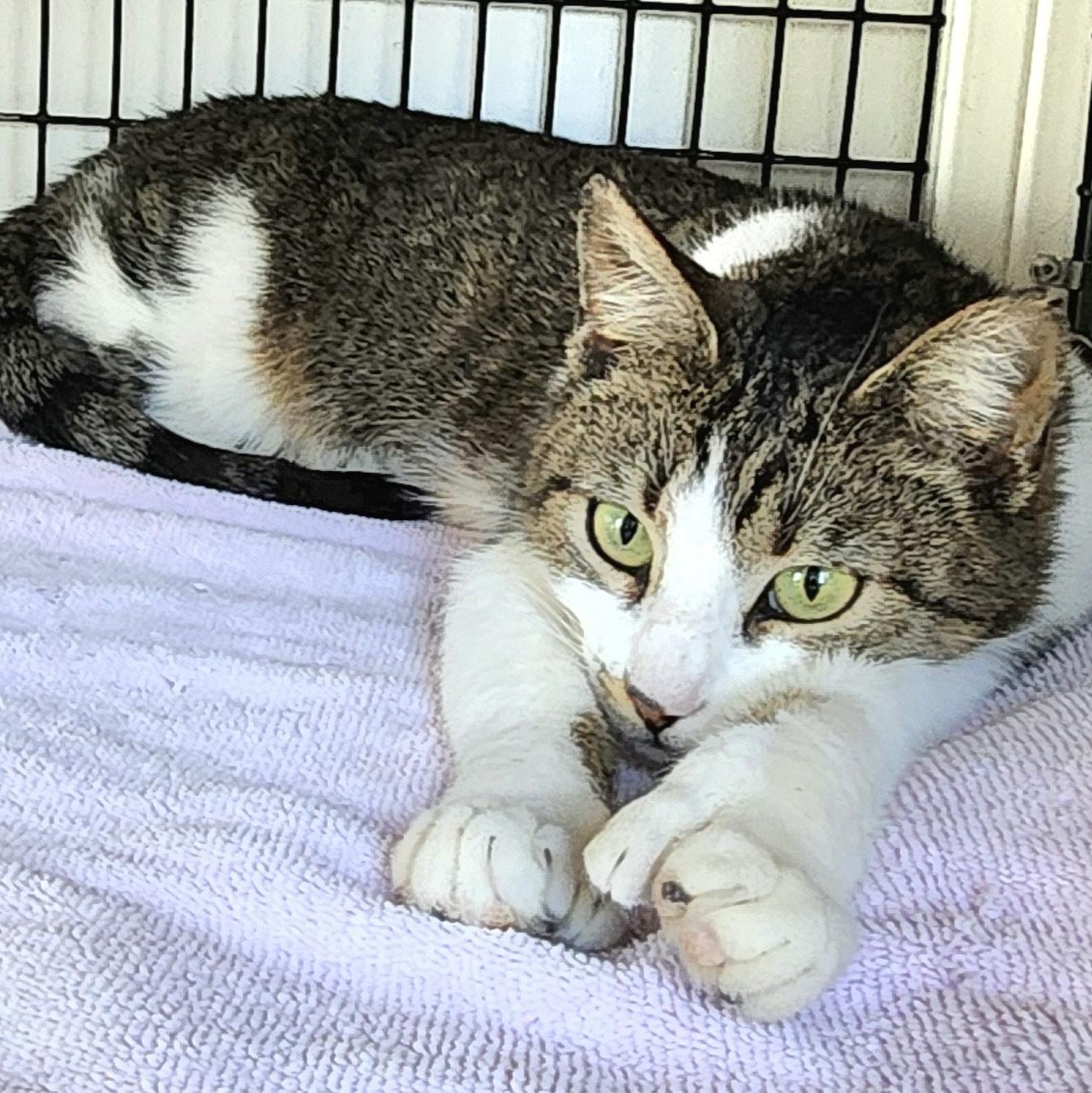 Enlarge Ireland, a ADOPTABLE mixed breed in Medfield, MA image 2/4