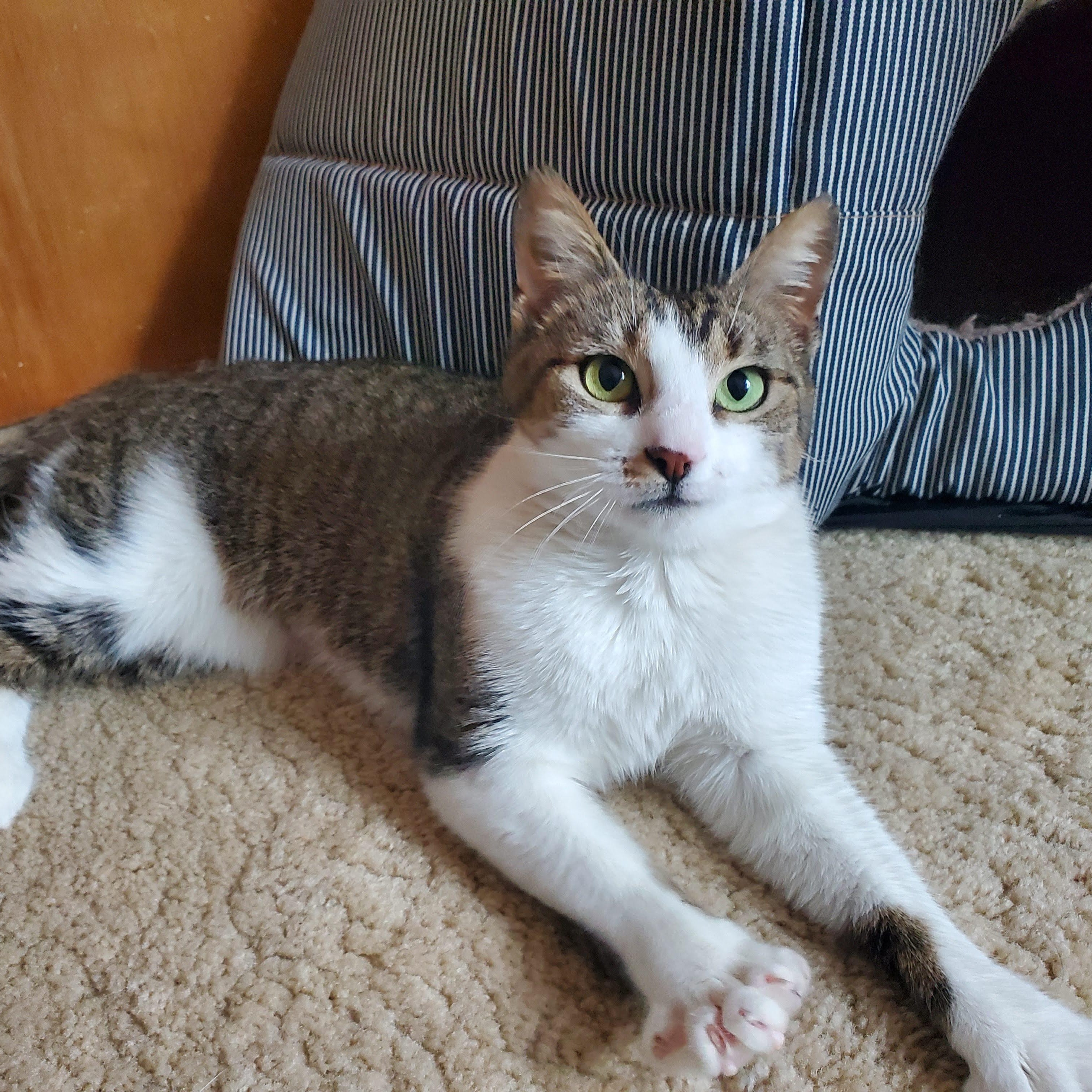 Enlarge Ireland, a ADOPTABLE mixed breed in Medfield, MA image 3/4