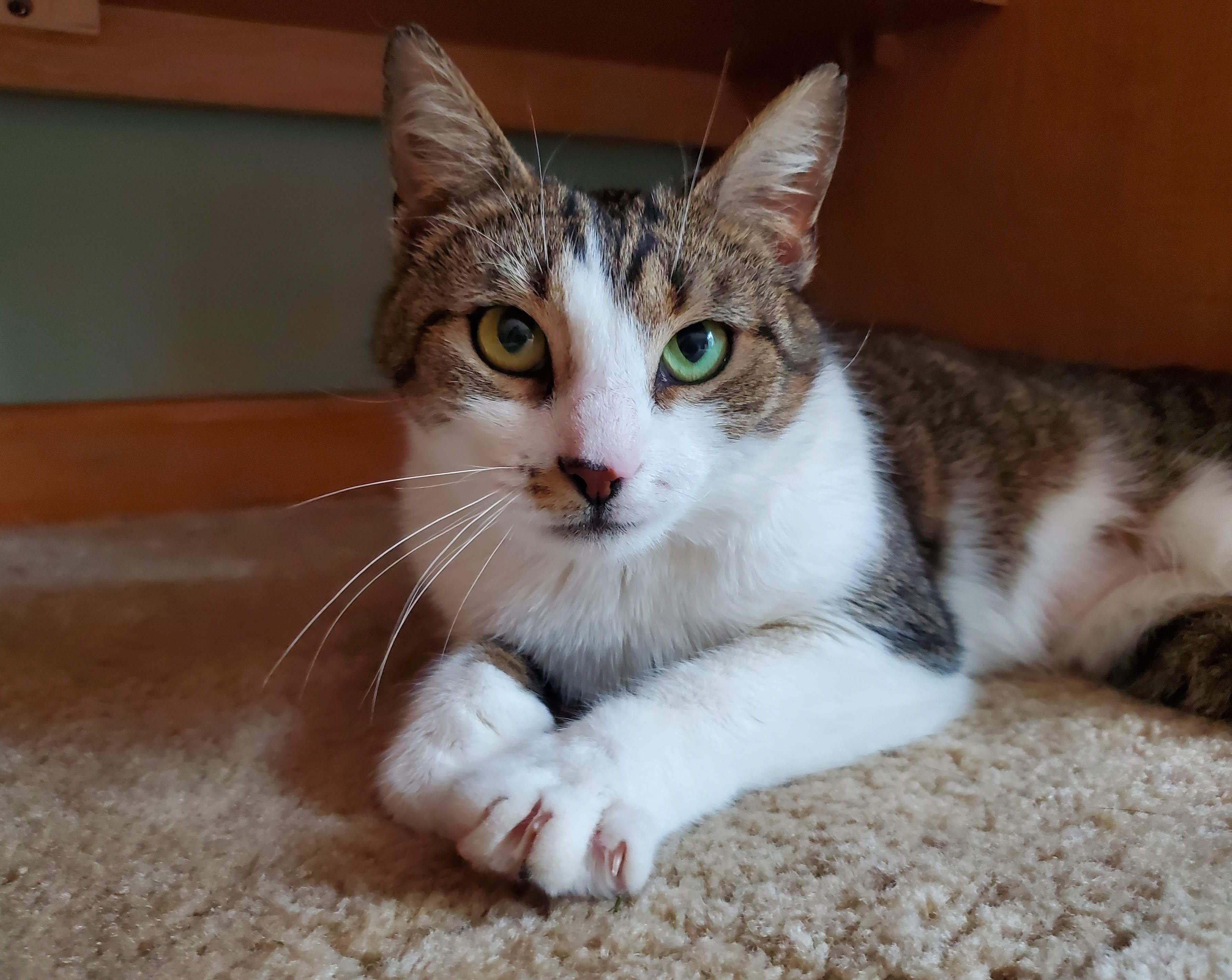 Enlarge Ireland, a ADOPTABLE mixed breed in Medfield, MA image 1/4