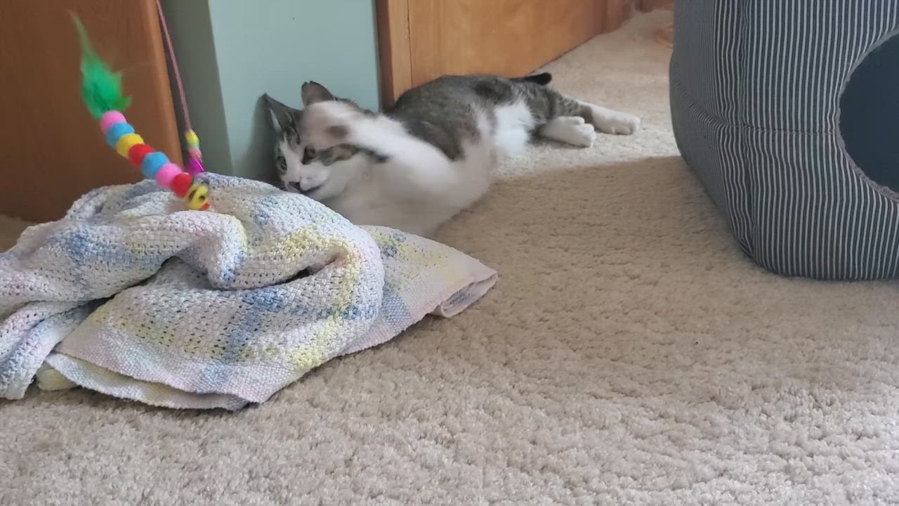 Enlarge Ireland, a ADOPTABLE mixed breed in Medfield, MA video 4/4