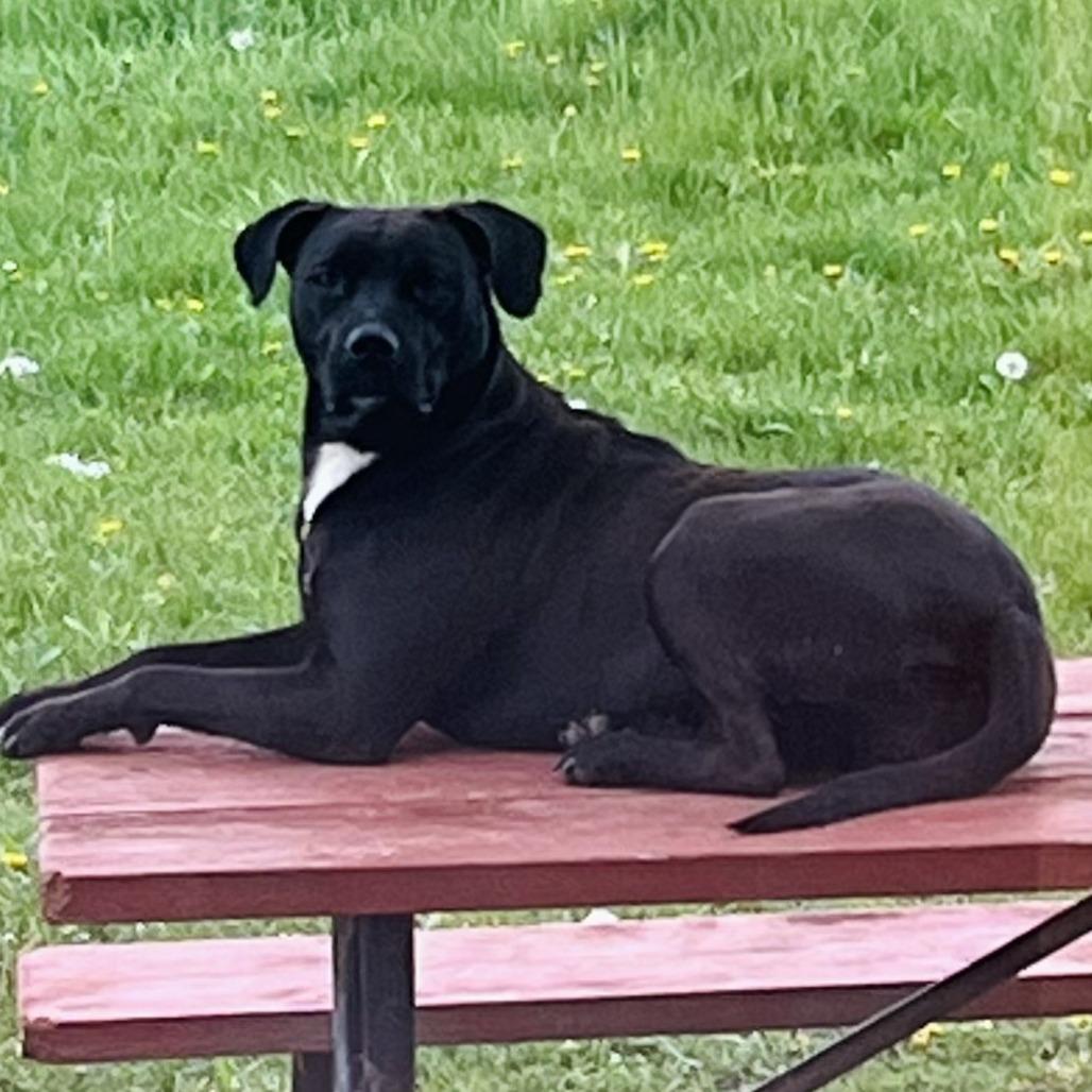 Enlarge Sister, a Adoptable mixed breed in Rock Falls, IL image 1/1