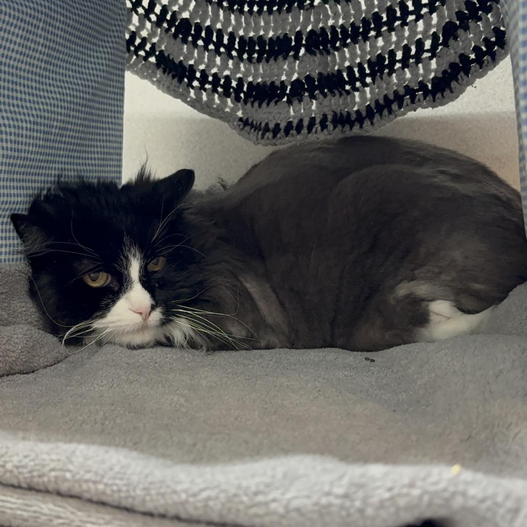 Enlarge Boo, a Adoptable Domestic Short Hair in Hailey, ID image 1/4