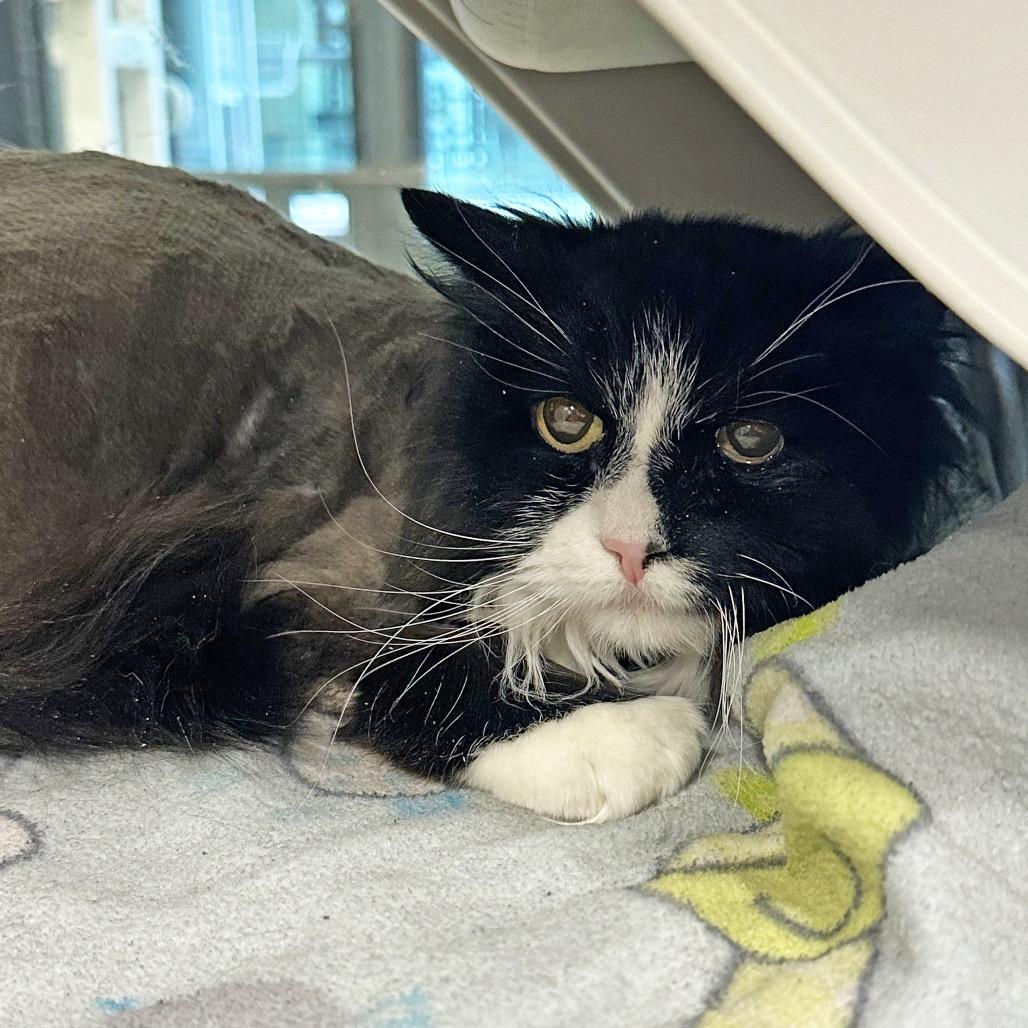 Enlarge Boo, a Adoptable Domestic Short Hair in Hailey, ID image 2/4