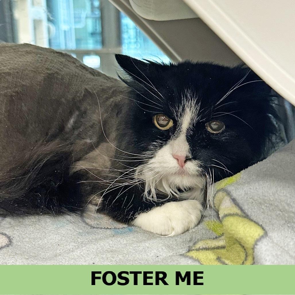 Enlarge Boo, a Adoptable Domestic Short Hair in Hailey, ID image 2/4