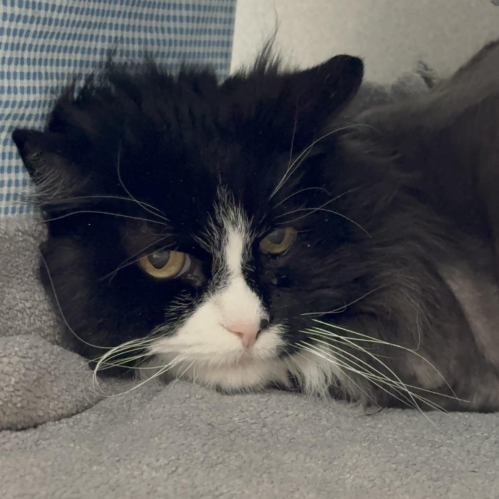 Enlarge Boo, a Adoptable Domestic Short Hair in Hailey, ID image 3/4