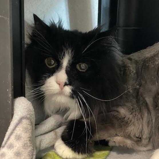 Enlarge Boo, a Adoptable Domestic Short Hair in Hailey, ID image 4/4