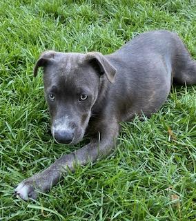 Whiskey photo 4