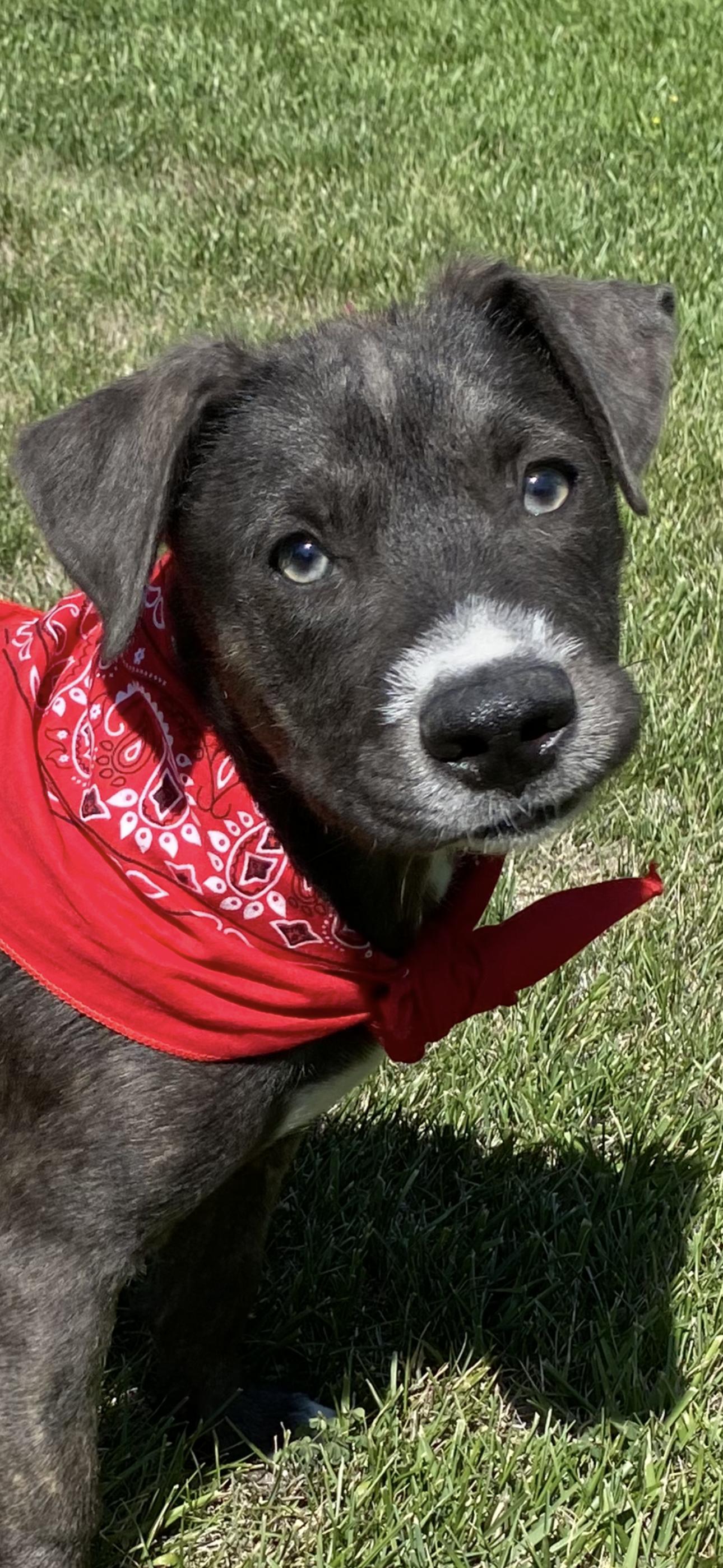 Whiskey, Young Male Staffordshire Bull Terrier