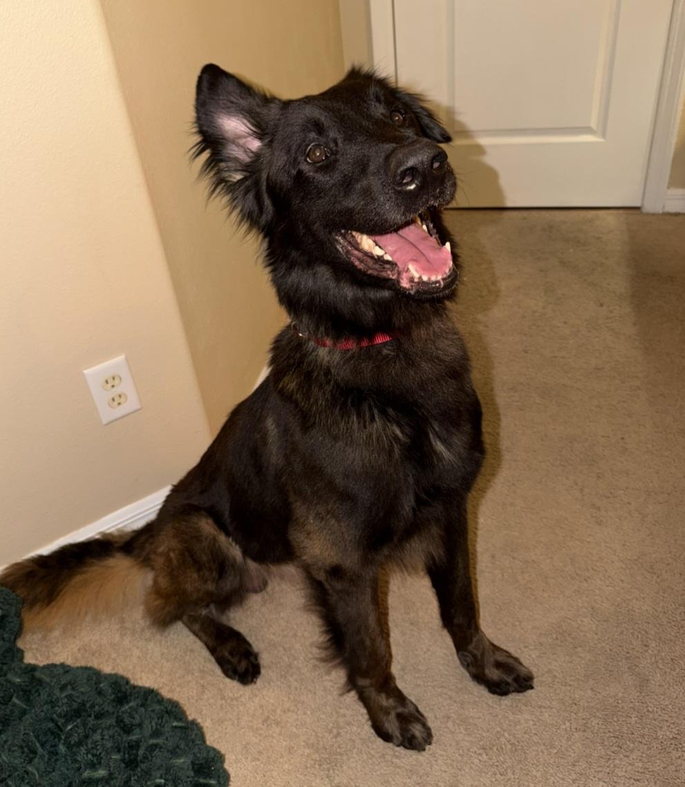 Enlarge Dash, a ADOPTABLE mixed breed in Clermont, FL image 4/4