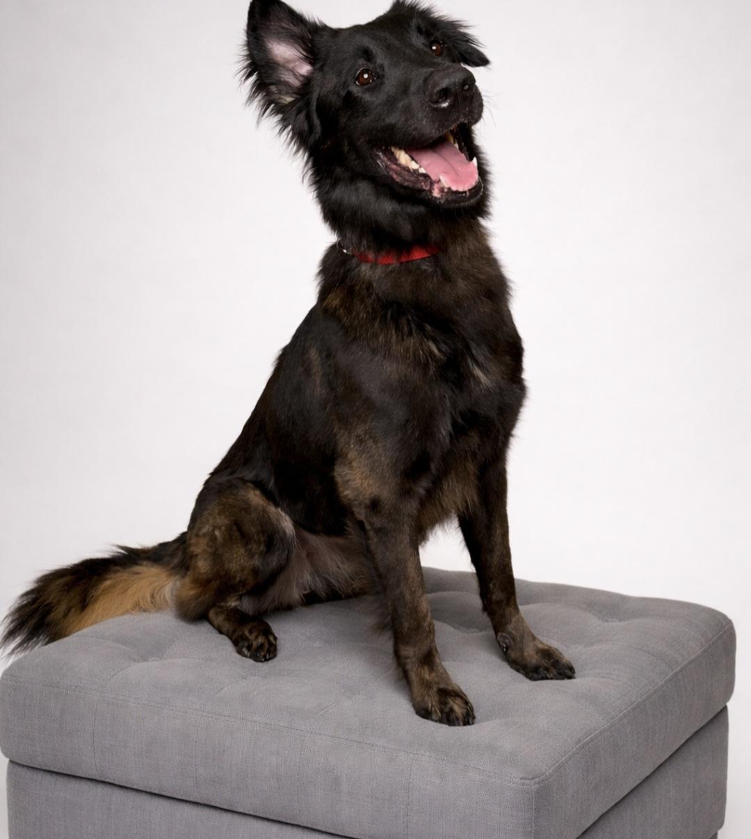 Enlarge Dash, a ADOPTABLE mixed breed in Clermont, FL image 1/4