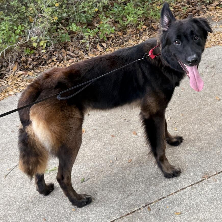 Enlarge Dash, a ADOPTABLE mixed breed in Clermont, FL image 3/4