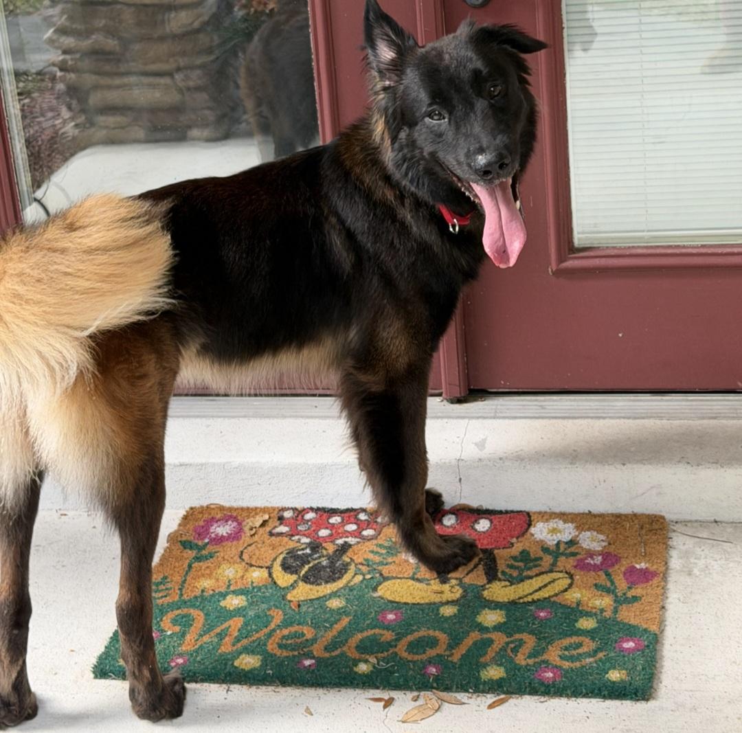 Enlarge Dash, a ADOPTABLE mixed breed in Clermont, FL image 2/4