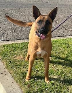 LOBO MICHAEL WOLF, Adoptable, Young Male German Shepherd Dog.