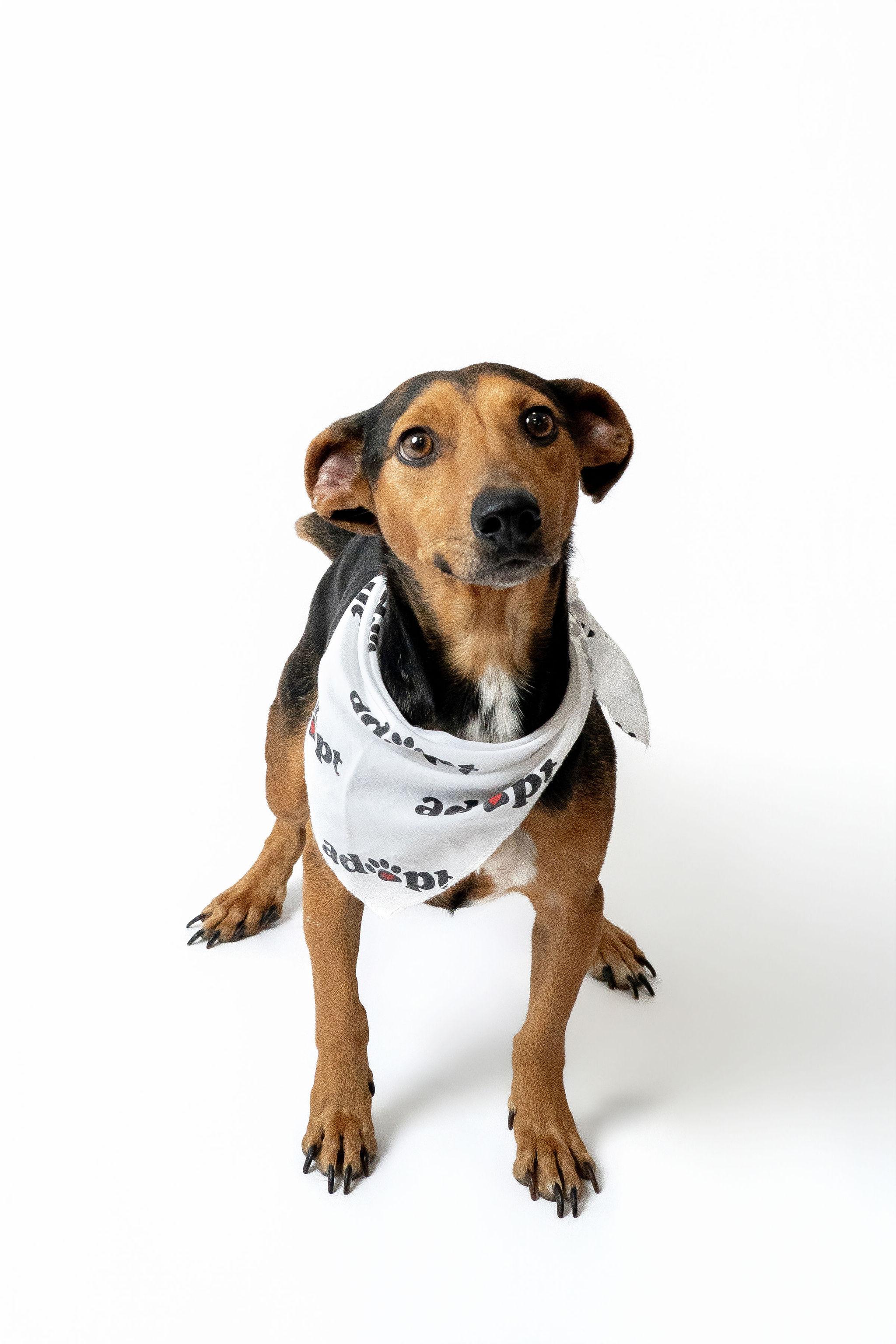 Bojack Horseman, Adoptable, Adult Male Beagle & Dachshund.