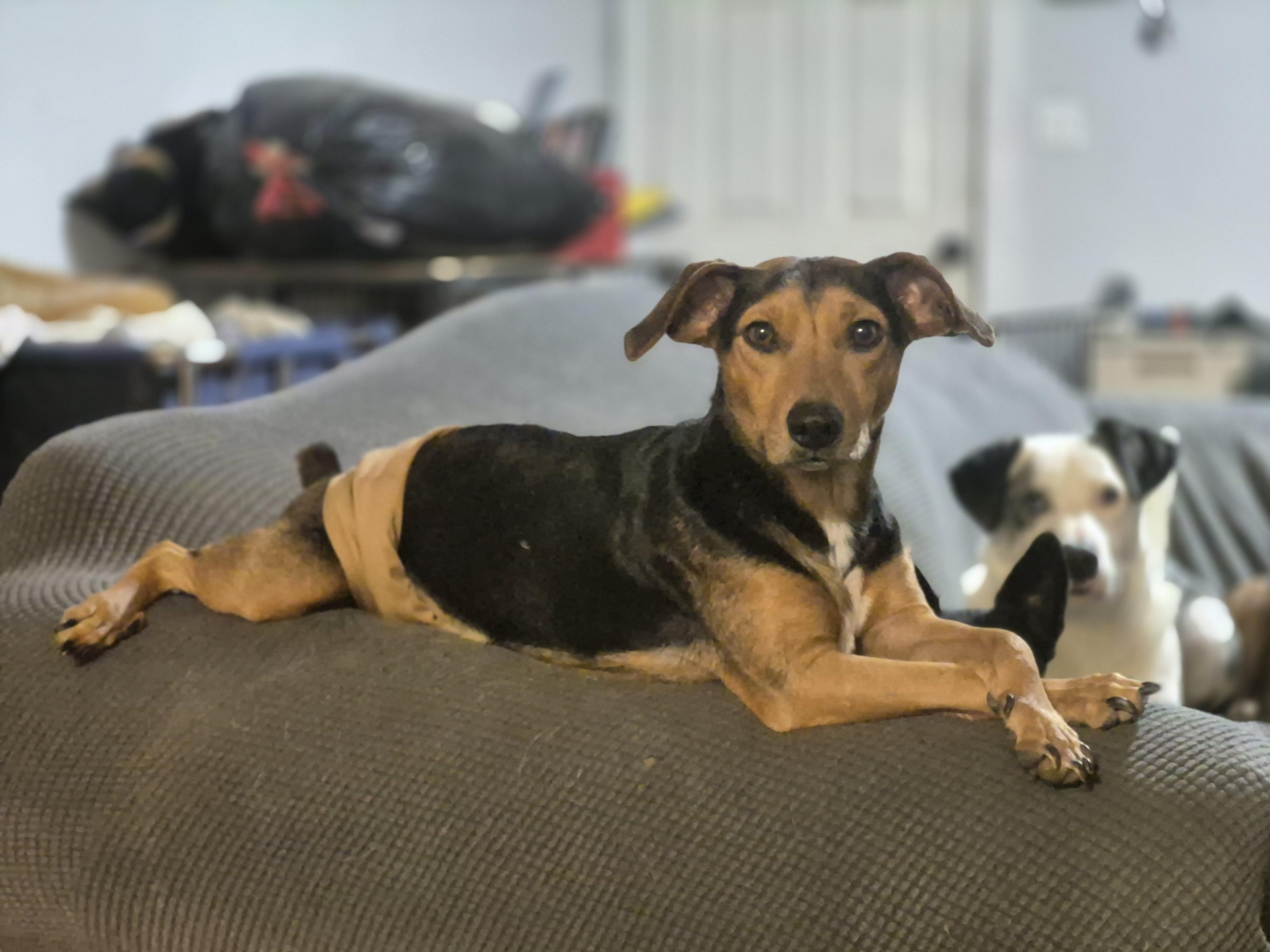 Bojack Horseman thumbnail 4